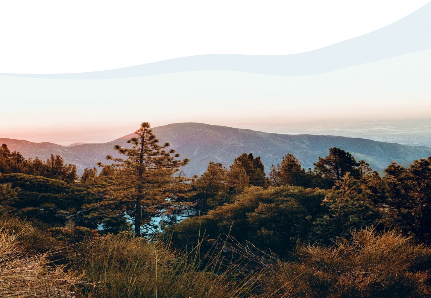 Ein Panorama von einem Bergrücken bei Sonnenuntergang mit einem prominenten Nadelbaum im Vordergrund und einem Blick auf bewaldete Hügel, die in der Ferne unter einem orange gefärbten Himmel in eine Ebene übergehen. Das Bild ist oben unvollständig und zeigt eine gezackte Kante, die auf einen Fehler bei der Bildbearbeitung oder ein Problem beim Laden hindeutet.